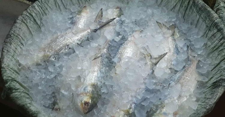 সরবরাহ বাড়ার পরও ইলিশের কেজি ২ হাজারের বেশি