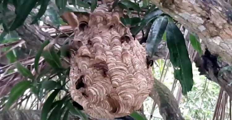 মাদারীপুরে ভিমরুলের কামড়ে নিভে গেলো শিশুর জীবন
