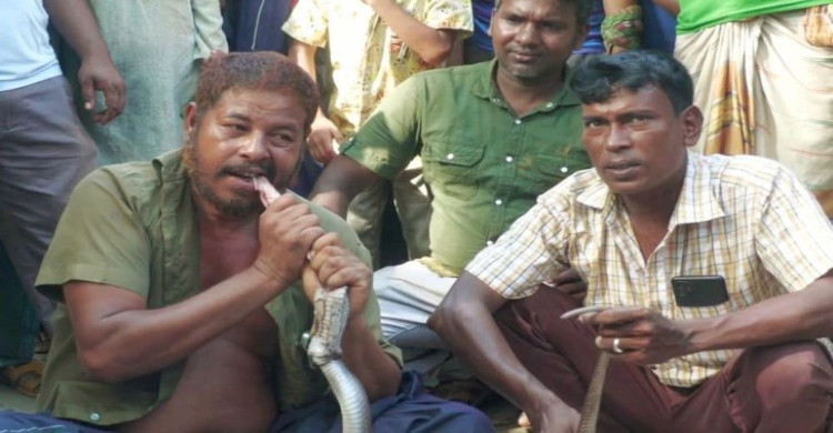 সাপের ছোবলে সাপুড়ের মৃত্যু, প্রতিশোধে সেই সাপ কাচা চিবিয়ে খেল আরেক সাপুড়ে!