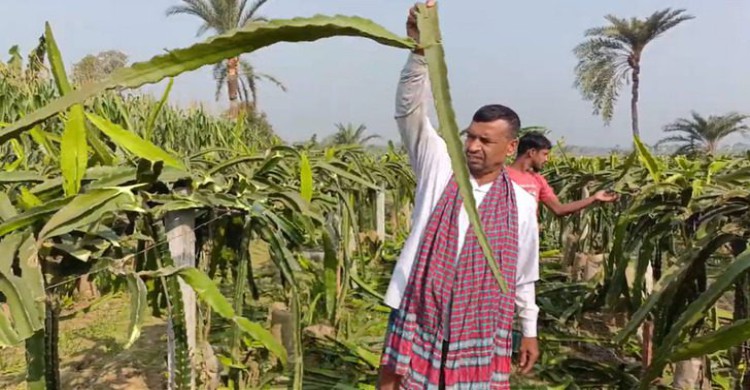 ঝিনাইদহে কৃষকের ২ হাজার ড্রাগন গাছ কেটে ফেললো দুর্বৃত্তরা