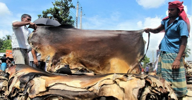 কোরবানির পশুর চামড়ার নতুন মূল্য নির্ধারণ