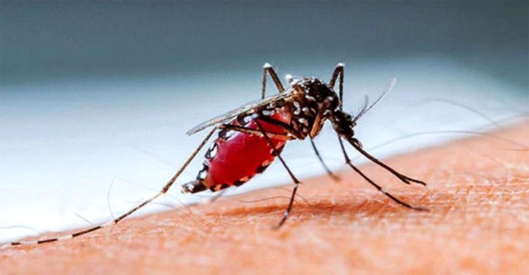 ডেঙ্গুতে আরও ৩ জনের মৃত্যু, হাসপাতালে ৫৫৬
