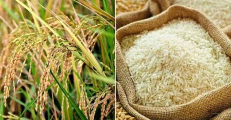 ৩৬ টাকা কেজিতে ধান, ৪৯ টাকায় সিদ্ধ চাল কিনবে সরকার