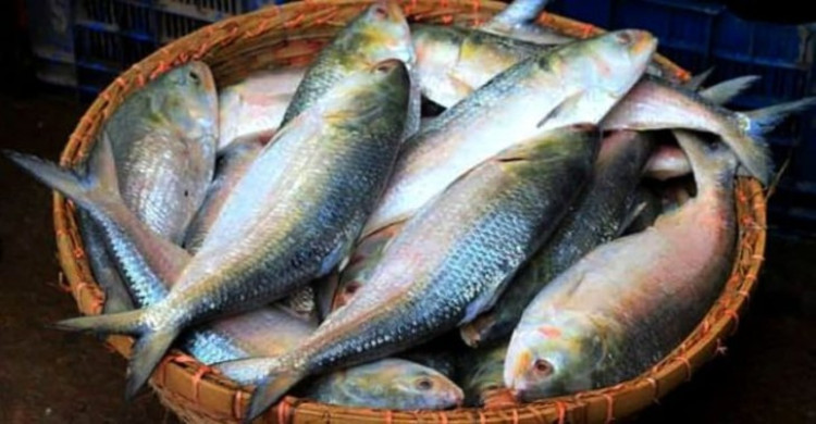 ইলিশের দাম নাগালে আসবে যেভাবে, জানালেন মৎস্য ও প্রাণিসম্পদ মন্ত্রী