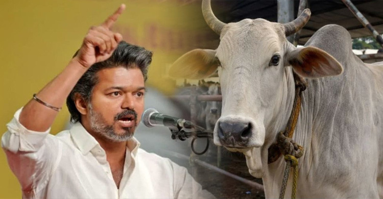 গরু জবাই নিষেধাজ্ঞার রায়ের বিরুদ্ধে সুপ্রিম কোর্টে থালাপতির সরকার